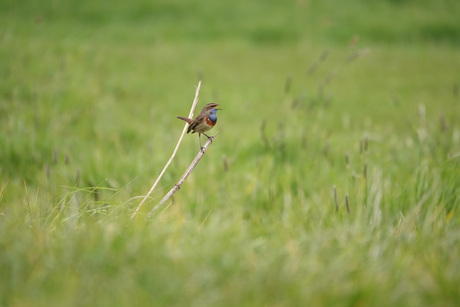 Hallooooooo!!!!!  Horen jullie mij?