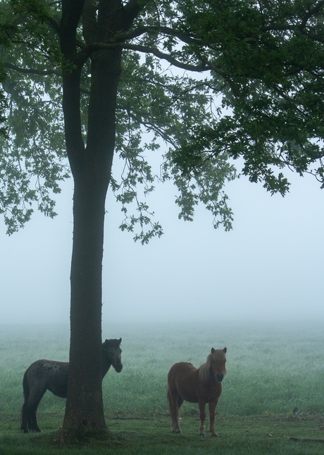 Paarden in de Mist