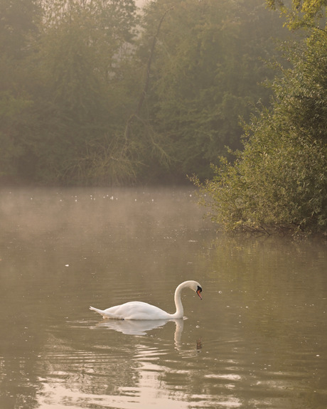 Zwaan in de mist