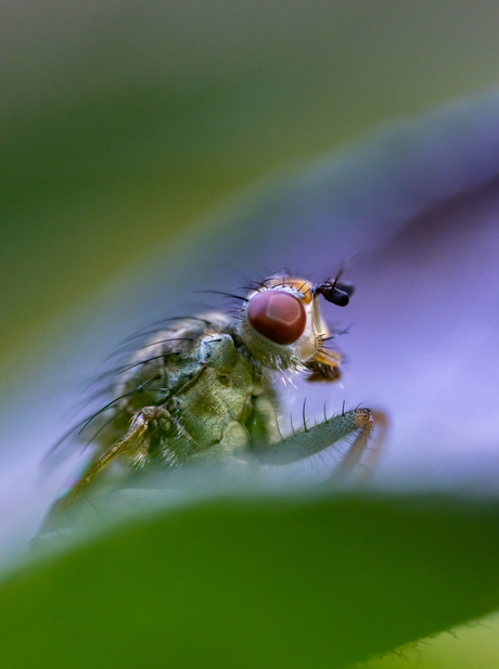 Scatophaga stercoraria