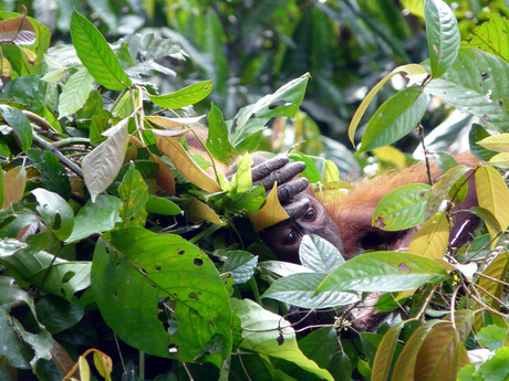 Orang oetang, Borneo