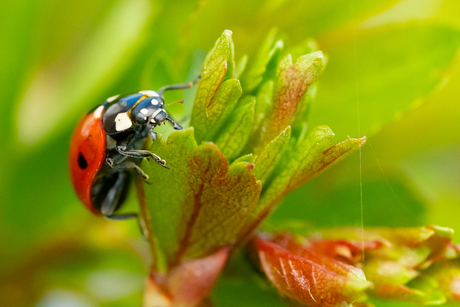Lieveheersbeestje in de Heg