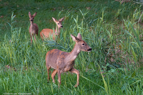 Tweeling in het mallebos