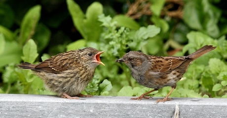 Heggenmus