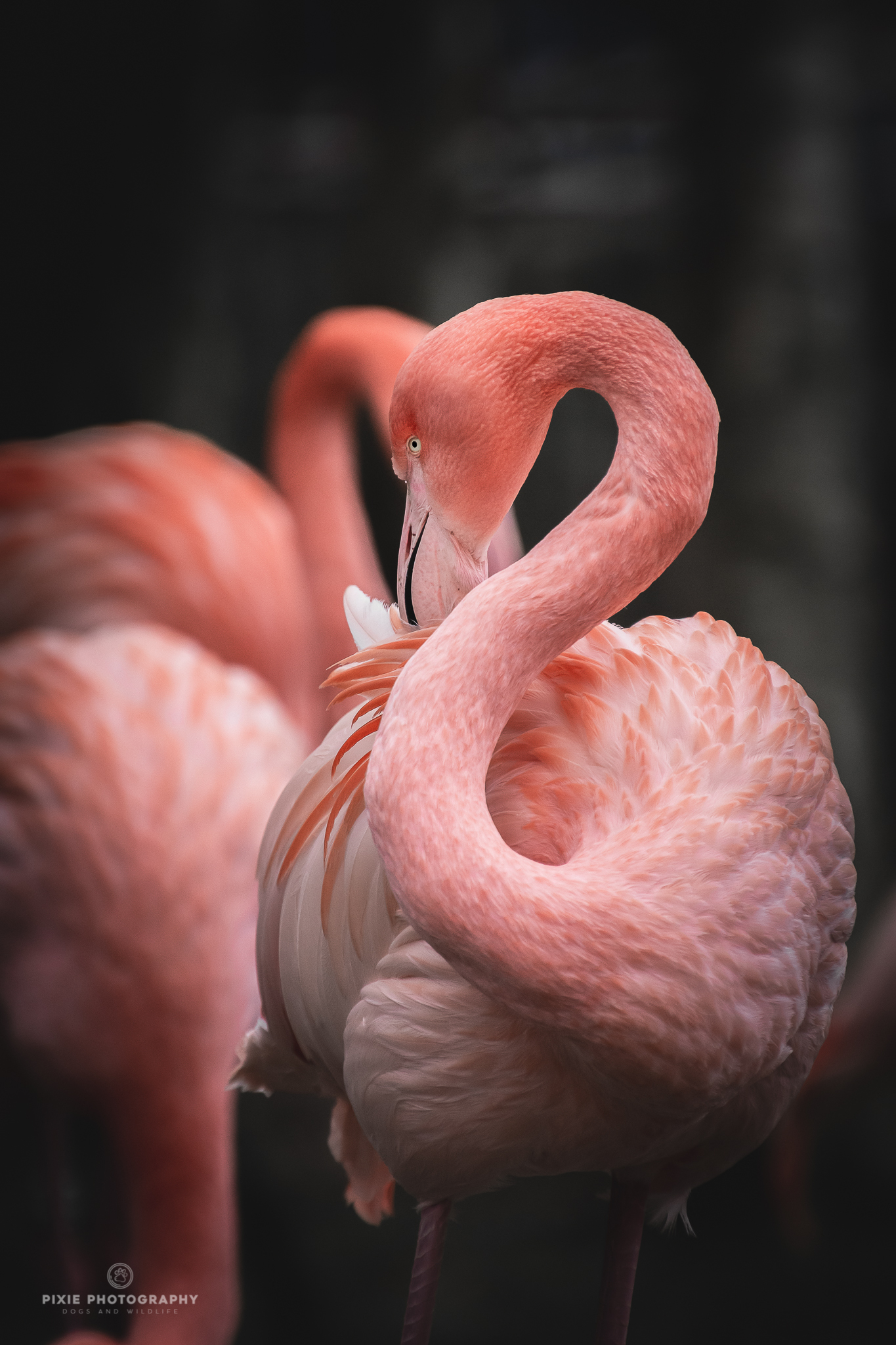 Bank Nest nakoming Flamingo - foto van PixiePhotography - Dieren - Zoom.nl