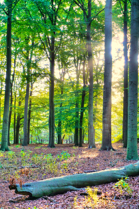 Zonnetje in het bos