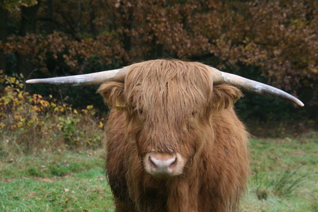 Schotse hooglander