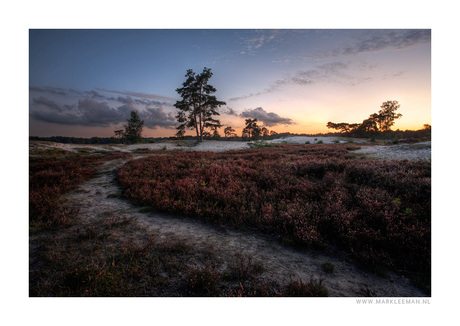 Bomen en heide