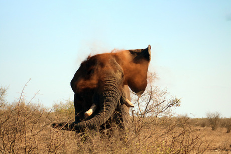 Zuid-Afrikaanse Olifant