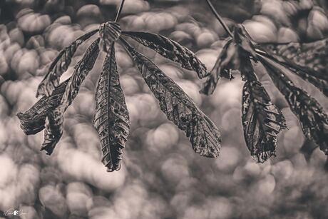 Casava leaf in autumn