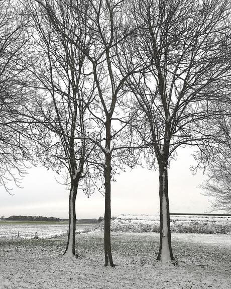 Besneeuwde boomstammen