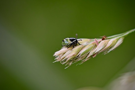 Mini groene schildwants