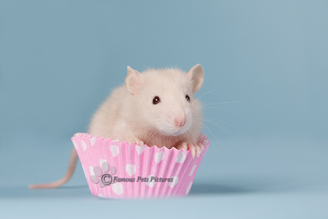 Nivia 'cupcake' 