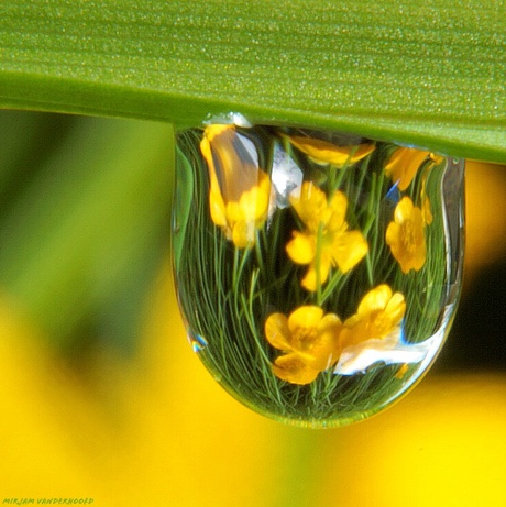 Boterbloemen in druppel