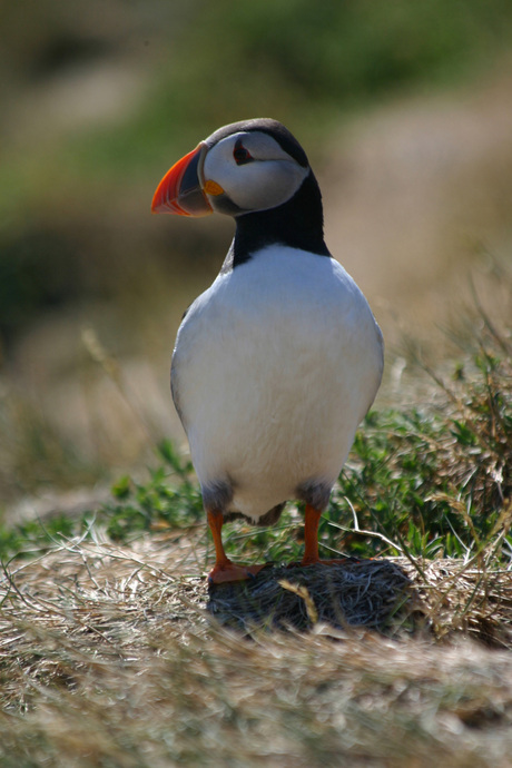 Puffin on the watch