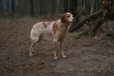 Famke, Epagneul Breton