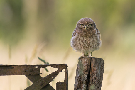 the gate keeper