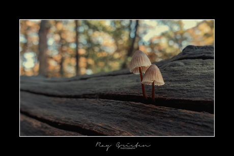 Mushrooms from the Kempen 