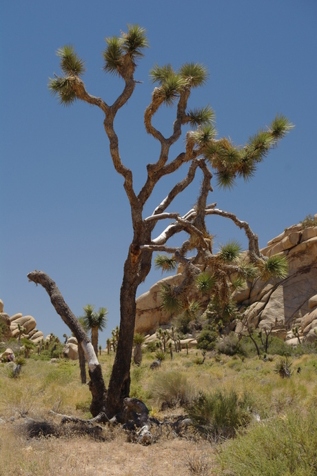 Joshua Tree