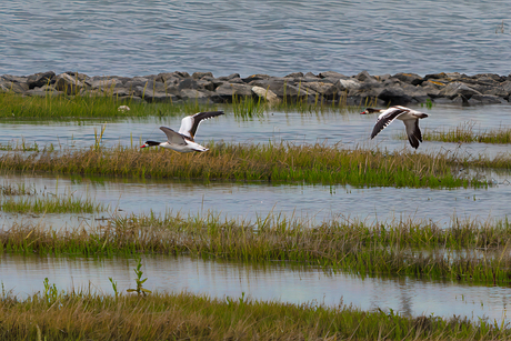 Bergeenden in vlucht