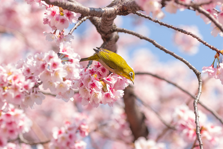 Lente in Japan - Sakura