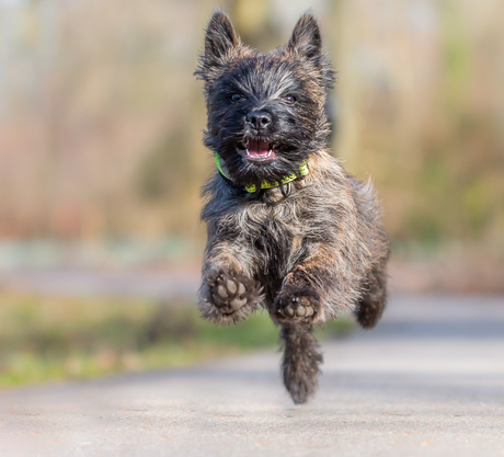 Nicky (Cairn Terrier)