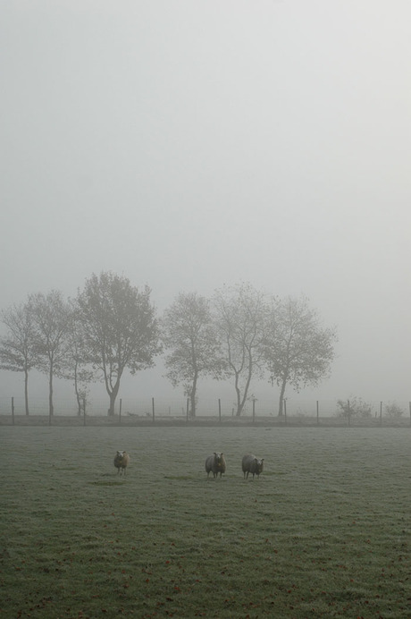 Schapen in de mist