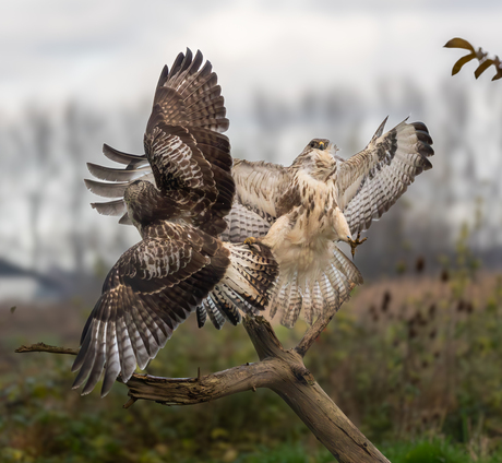 Buizerd power