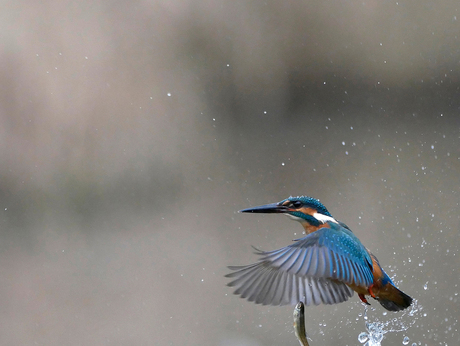 Ijsvogel vangt vis, bijna...