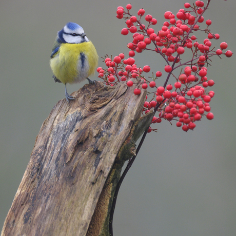 Pimpelmeesje in de mist