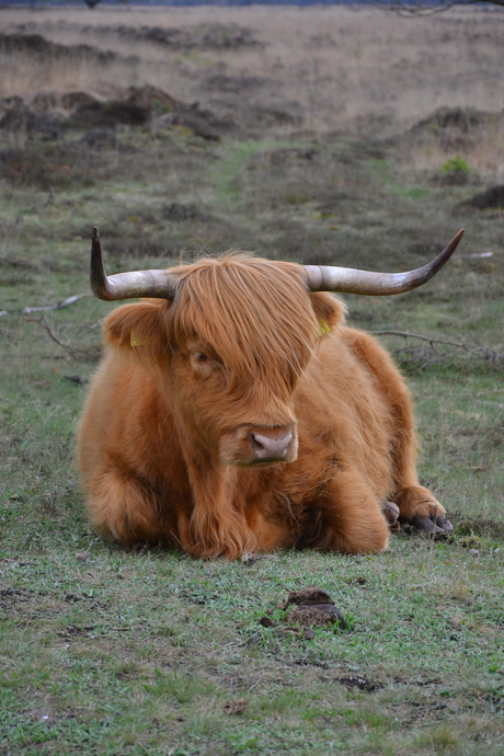 Schotse Hooglander in Havelte