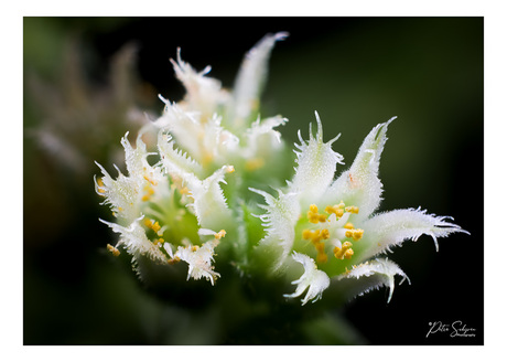 Cactus bloem