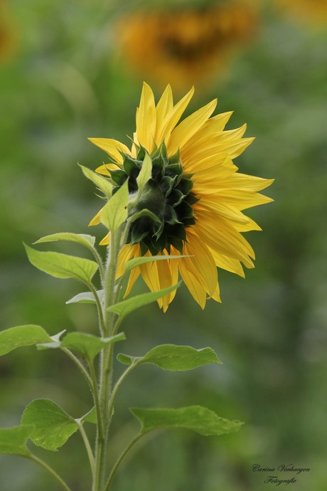 Zonnebloem
