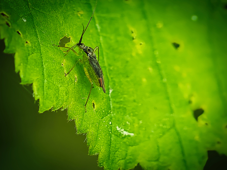 Mediterrane prachtblindwants