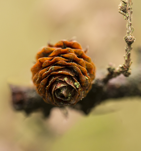 Larix Dennenappeltje