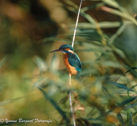 Eindelijk eens een ijsvogel kunnen vastleggen 