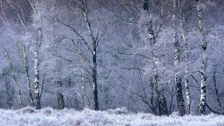 Veil of Frost