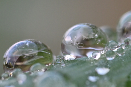 Dauw druppels op blad 