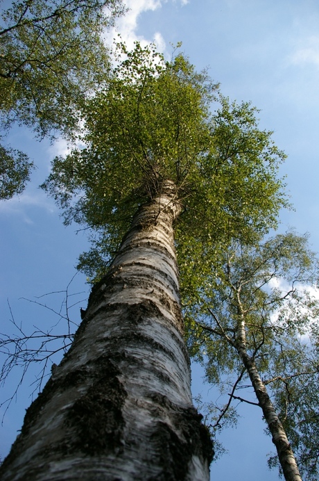 Hoge bomen