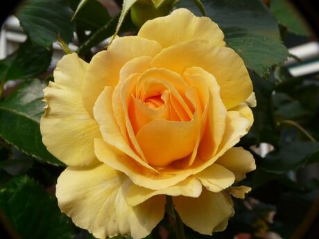 Yellow Rose