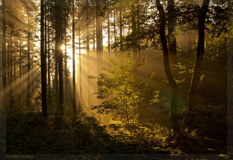 zonneharpen speulderbos