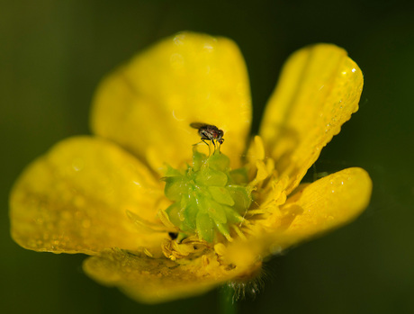 Bevlieging van Boterbloem