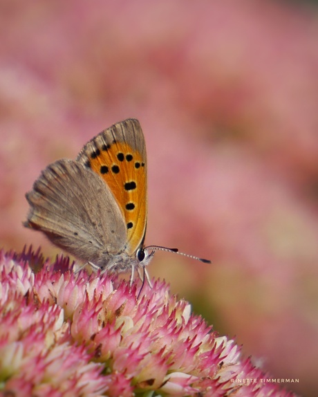 Kleine vuurvlinder