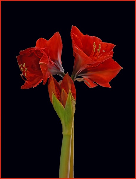 Amaryllis_2026
