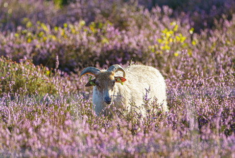 Drents heideschaap in de bloeiende heide