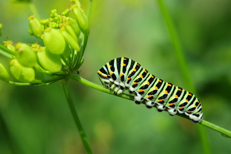 Koninginnenpage rups