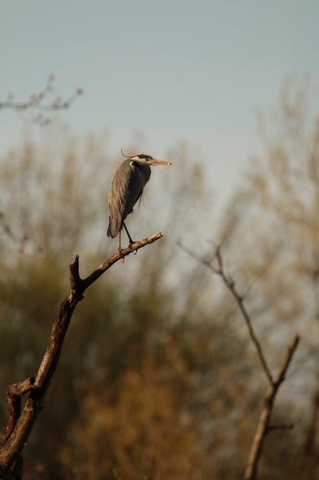 Blauwe reiger