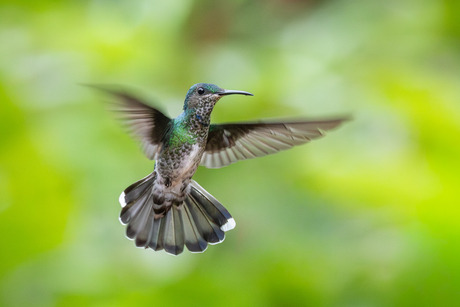 Vrouwtje van de Witnekkolibrie in vlucht