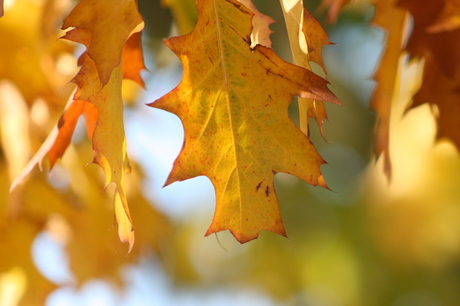 Herfstbladeren