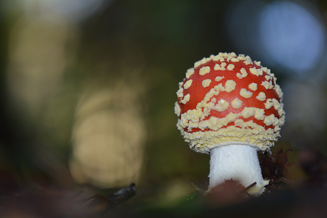 Amanita Muscaria (Vliegenzwam)